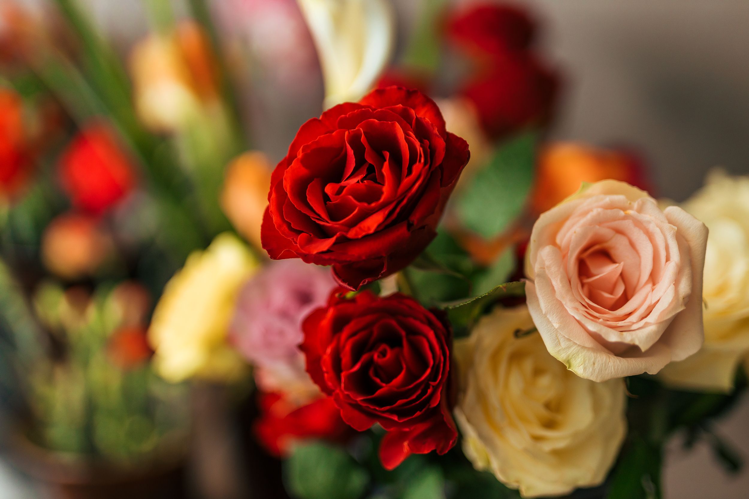 Close-up image of beautiful roses at florist shop.
